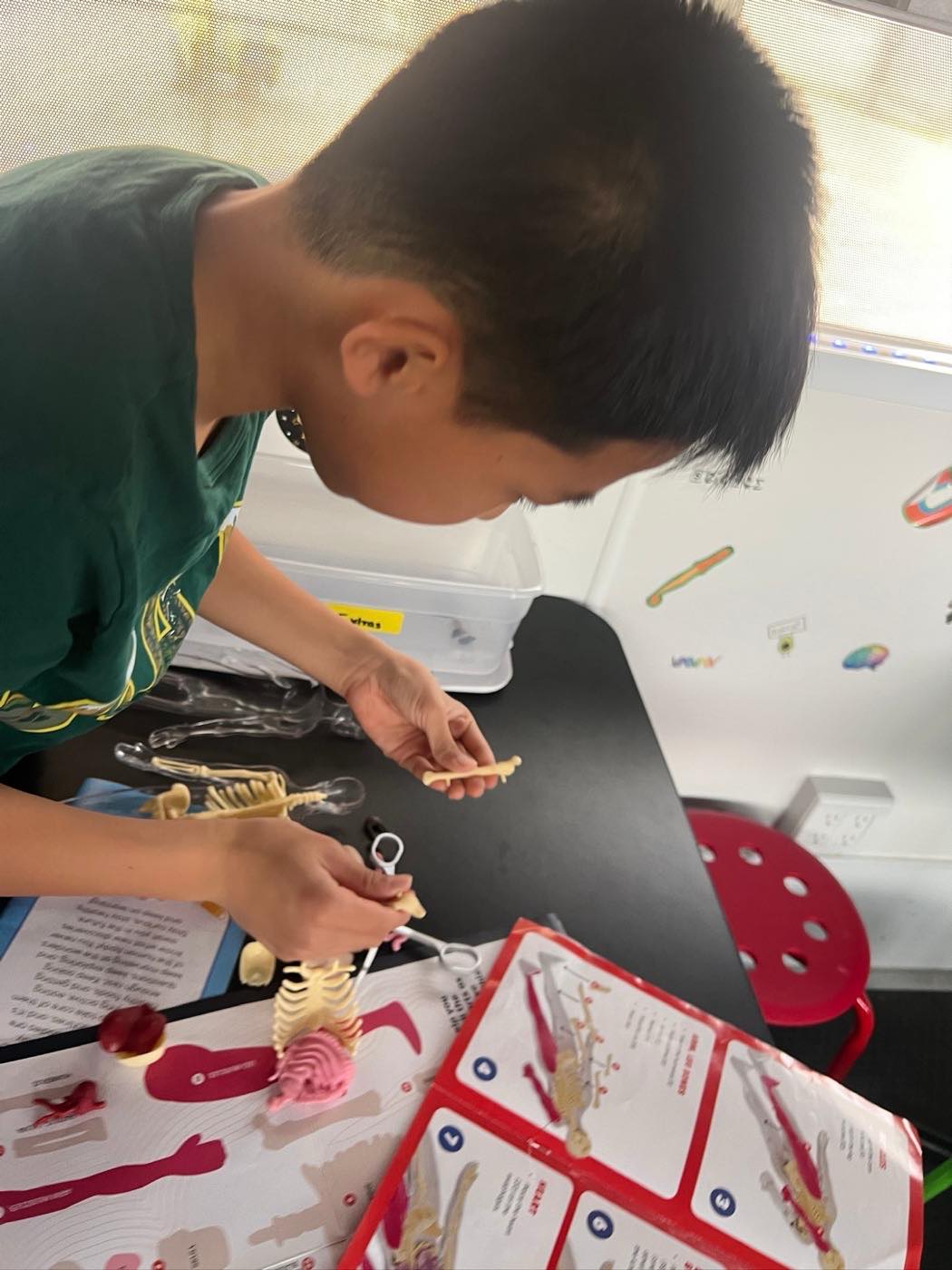 A student assembling a human skeleton model from an anatomy kit